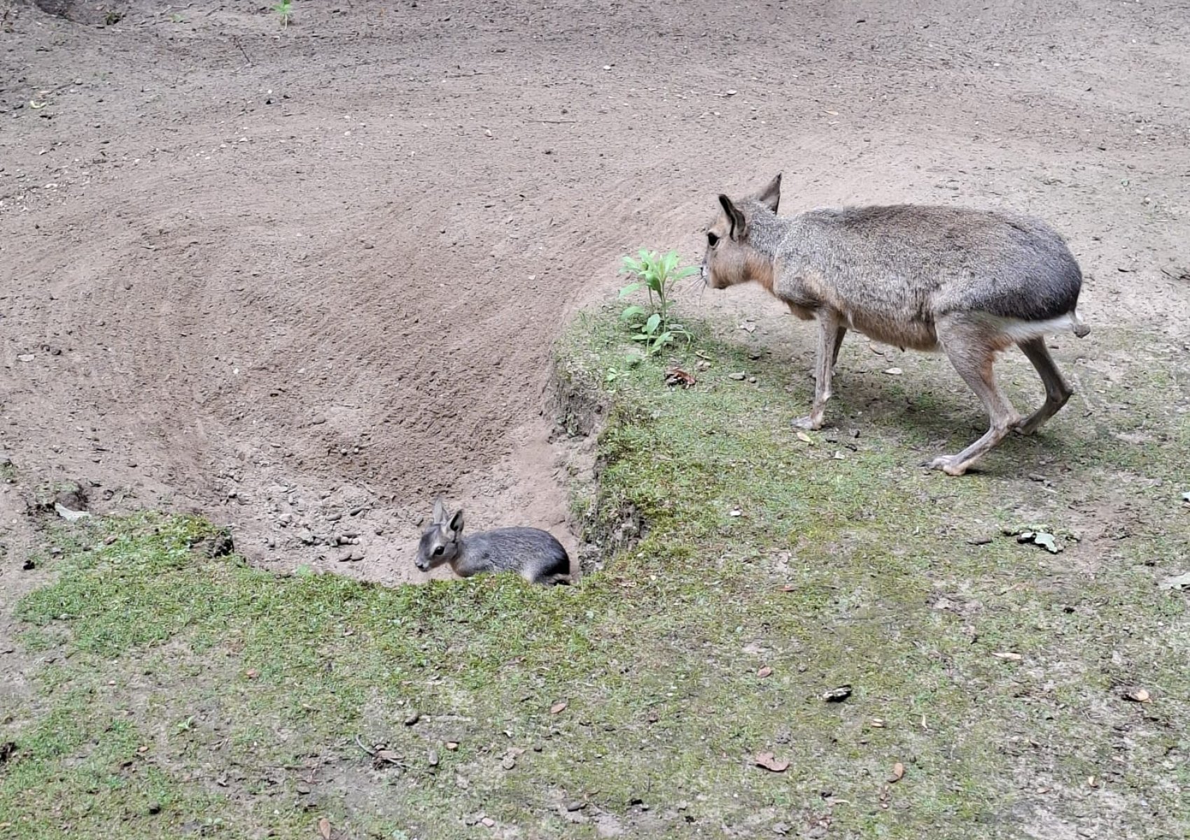 image 74